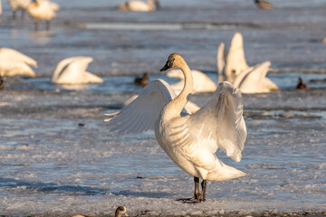 One isolated tundra, trumpeter swan flapping, spreading wings in a natural outdoor environment in the wilderness of Yukon Territory, Canada. Taken during migration in April. Birds in background. 