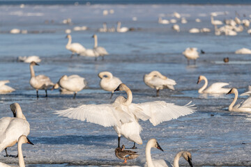 Large arctic tundra trumpeter swan with wings full spread wingspan while standing on icy lake...