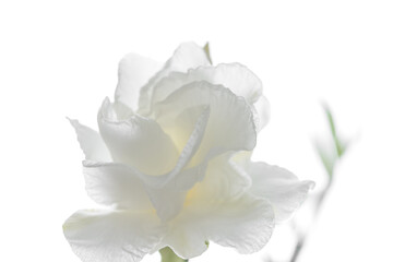 Fototapeta na wymiar White gardenia flower isolated on white background.