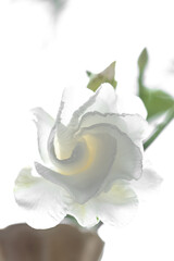 White gardenia flower isolated on white background.