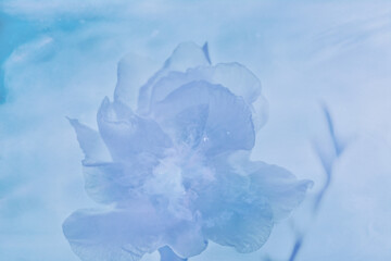 Double exposure white gardenia flower and blue sky with cloud. Abstract nature background with copy space.