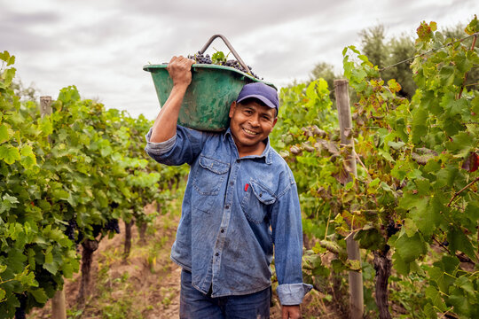 smiling hardworking man holding a crate of grapes over his shoulder