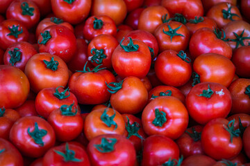 Tomatoes background. Fresh Tomatoes variety grown in the shop. Tomatoes for salad, entree and soup