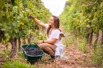 blonde woman harvesting in the vineyard