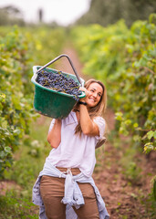 working woman in a vineyard carrying a crate of grapes on her shoulder