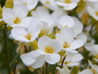 Obraz premium white flowers in the garden