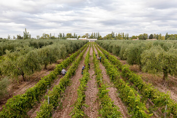 Fototapeta na wymiar field of vines and people harvesting