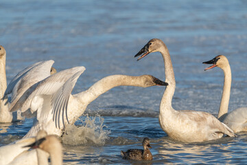 Tundra, trumpeter swans fighting in aggressive manner. One wild bird biting the others neck while swimming and standing on icy lake in Yukon during migration to Bering Sea. 