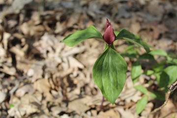 Prairie trillium with brown oak leaves on the ground in the sun at Camp Ground Road Woods in Des Plaines, Illinois