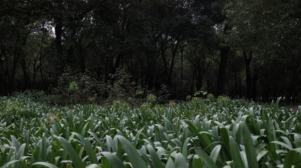 Bosque de Chapultepec