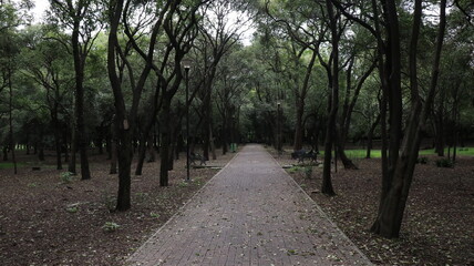 Bosque de Chapultepec