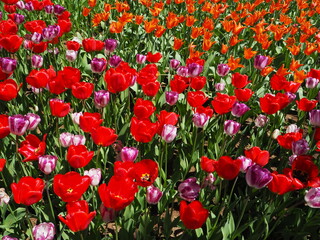 Obraz premium the beautiful tulip garden of hitachi seaside park in japan
