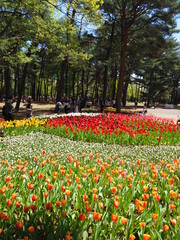 the beautiful tulip garden of hitachi seaside park in japan