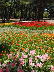 the beautiful tulip garden of hitachi seaside park in japan
