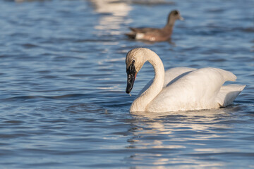 Obraz premium One single, solitary elegant swan swimming in open blue pristine water in northern Canada, during migration north for the summer. Black beak, long neck in wild, natural environment. 