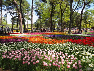 the beautiful tulip garden of hitachi seaside park in japan