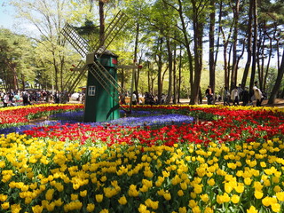 the beautiful tulip garden of hitachi seaside park in japan