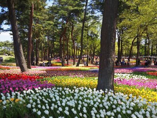 the beautiful tulip garden of hitachi seaside park in japan