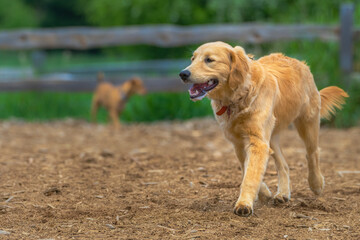2021-05-05 A GOLDEN RETRIEVER PLAYING IN A DOG PARK