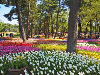 the beautiful tulip garden of hitachi seaside park in japan
