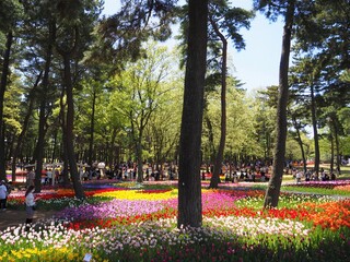 the beautiful tulip garden of hitachi seaside park in japan