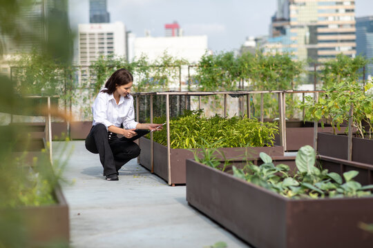 Portrait of female gardener working in Rooftop vegetable garden at the modern building. Agriculture in urban on the rooftop of the building