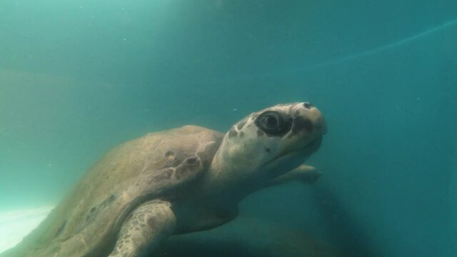 Olive Ridley Turtle Swimming In A Pool At The Turtle Rescue Center In India - Close Up