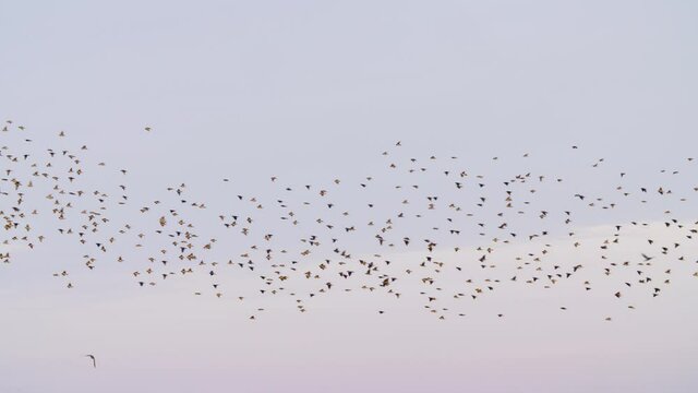 Rosy Starling Murmurations In The Sky Near The Forest In India - low angle shot