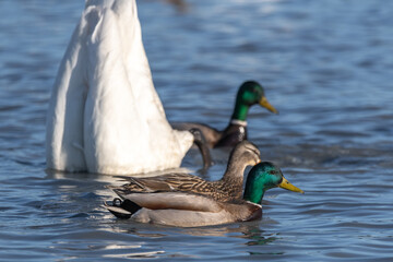 Two mallard, green headed ducks swimming in open blue water with a white arctic swan butt down, feeding between them. Wild birds in natural environment. 