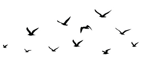 silhouettes of birds set. seagulls in flight isolated. Migration of birds. Vector stock illustration