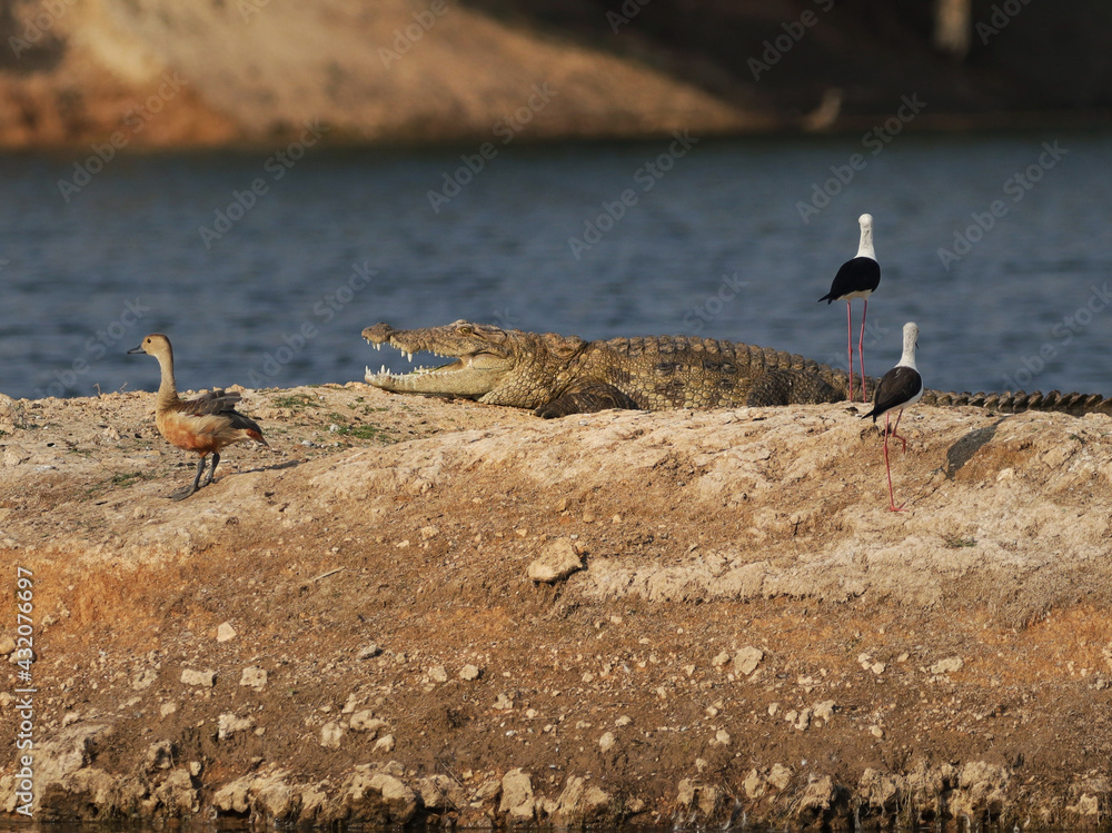 Wall mural black-winged stilts and a brahminy duck standing on the land close to a crocodile