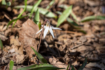 This image shows a close up view of uncultivated white trout lily wildflowers (erythronium albidum) blooming in a protected woodland ravine setting