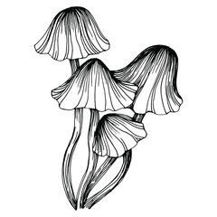 Mushroom illustration sketch for logo. Mushrooms tattoo highly detailed in line art style. Black and white clip art isolated on white background. Antique vintage engraving illustration.