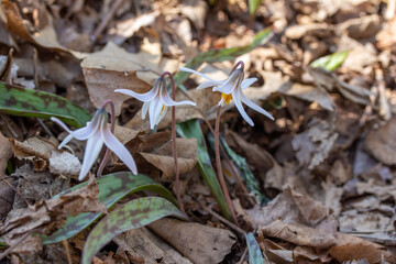 This image shows a close up view of uncultivated white trout lily wildflowers (erythronium albidum) blooming in a protected woodland ravine setting