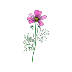 Kosmos flower, kosmeya hand drawn colorful illustration cosmos twig, wild flower astra, floral botanical design for greeting card, wedding invitation, cosmetic packaging, florist shop