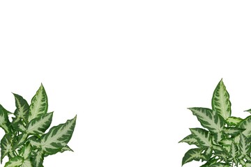 Green leaves frame on white background