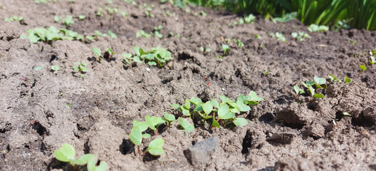radish grows in the vegetable garden. seedling small plants. home gardening. sunny day.