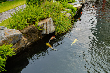 Group of fancy Koi fish in the pond at landscaped Japanese garden 