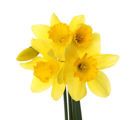Fototapeta na wymiar Beautiful blooming yellow daffodils on white background