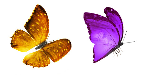 Color butterflies , isolated on white background