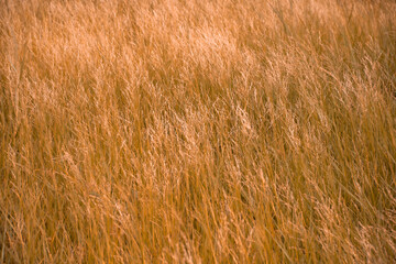 Close up of beautiful yellow grass with blurred background.
