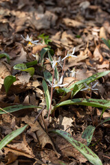 This image shows a close up view of uncultivated white trout lily wildflowers (erythronium albidum) blooming in a protected woodland ravine setting