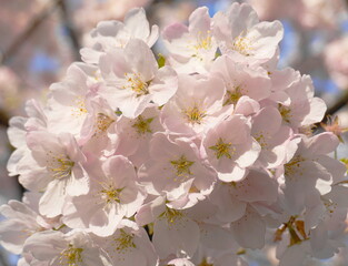 Delicate and beautiful cherry flowers close up. Sakura blossom. Japanese cherry blossom.