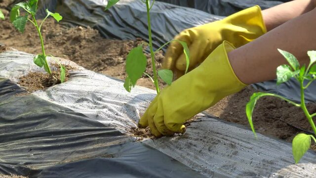 Woman farmer planting pepper seedlings in the ground covered with mulch film in a garden outdoors close-up