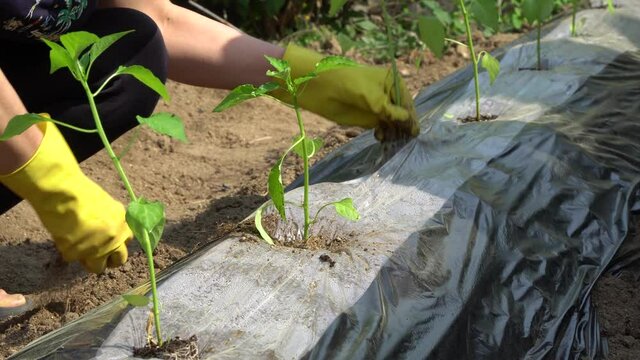 Farmer wearing yellow gloves planting pepper seedlings in the ground covered with mulch film close-up