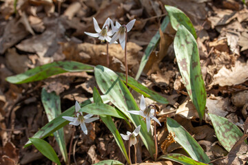 This image shows a close up view of uncultivated white trout lily wildflowers (erythronium albidum) blooming in a protected woodland ravine setting