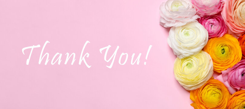 Beautiful ranunculus flowers and text Thank you on pink background, flat lay. Greeting card design