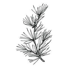 Forest Autumn and Winter nature. Spruce branches, acorns, pine cones, fall leaves. Isolated illustration element. Vector hand drawing wild flower for background, texture, frame or border.