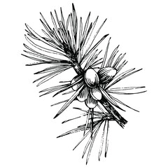 Forest Autumn and Winter nature. Spruce branches, acorns, pine cones, fall leaves. Isolated illustration element. Vector hand drawing wild flower for background, texture, frame or border.