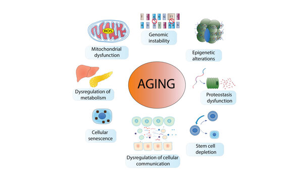 Hallmarks of Aging